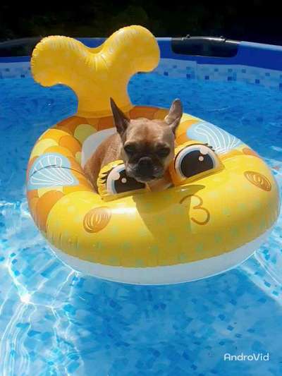 Die Dogorama Kalender Challenge 4/4-Beitrag-Bild