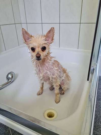 Dogorama-Monats-Challenge-Mai "Wasser"-Beitrag-Bild