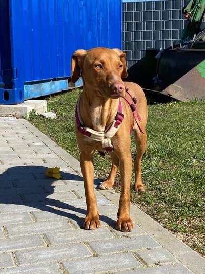 Rassetest-Beitrag-Bild