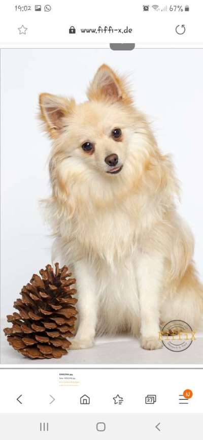 Welche Hunderasse-Beitrag-Bild