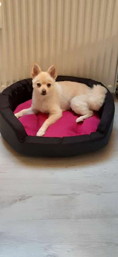 Welche Hunderasse-Beitrag-Bild