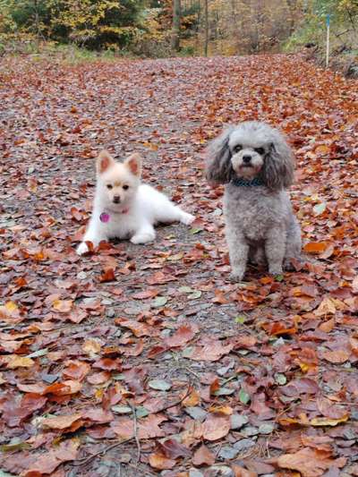 Maltipoo Freunde-Beitrag-Bild