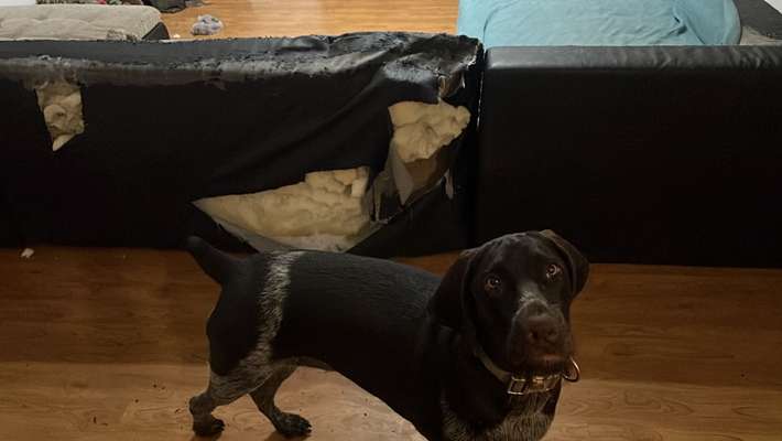 Was haben eure Hunde schon gefressen oder zerstört ?-Beitrag-Bild