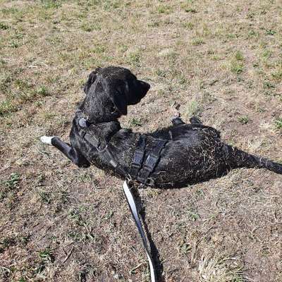 Hundetreffen-Rennen, toben und über die Wiese kugeln-Bild
