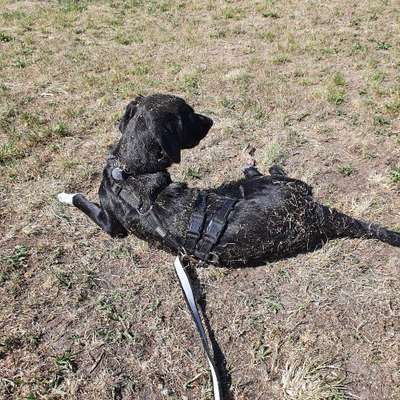 Hundetreffen-Rennen, toben und über die Wiese kugeln-Bild