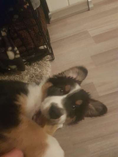 Fotosammlung: ,,Der natürliche Hund" Unbearbeitet, ungestellt und in Natura-Beitrag-Bild