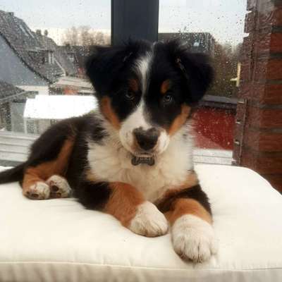 Welpen Bilder !-Beitrag-Bild