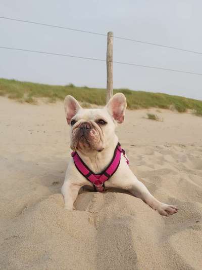 Die Dogorama Kalender Challenge Titelbild-Beitrag-Bild