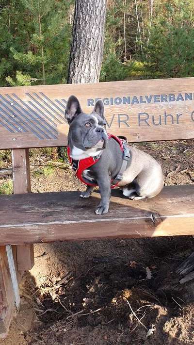 Dogorama Photo Challenge - Bänke-Beitrag-Bild