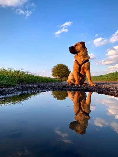 Dogorama-Monats-Challenge-Mai "Wasser"-Beitrag-Bild