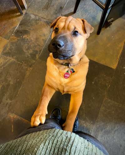 Hundetreffen-Spiel Freundin gesucht 🐾-Bild