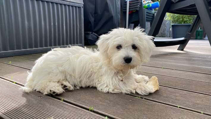 Maltipoo Freunde-Beitrag-Bild