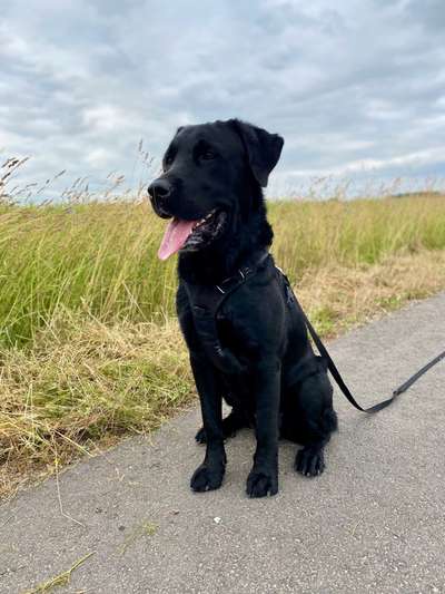 Labradorfans-Beitrag-Bild