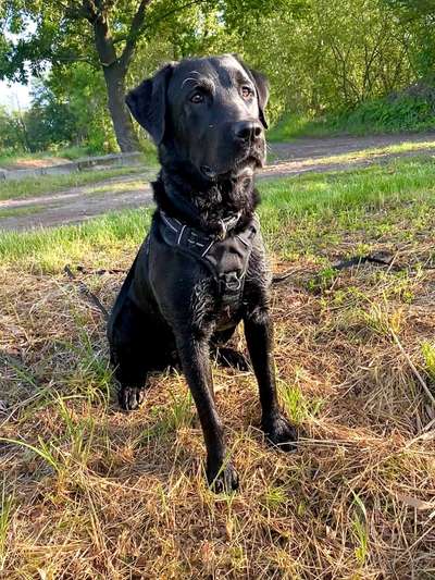 Die Dogorama Monats Challenge "Es grünt und blüht"-Beitrag-Bild