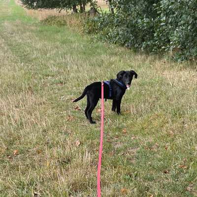 Hundetreffen-Spielen und spazieren-Bild