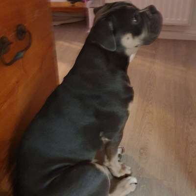 Hundetreffen-Bulldogge sucht Bulldozer-Bild