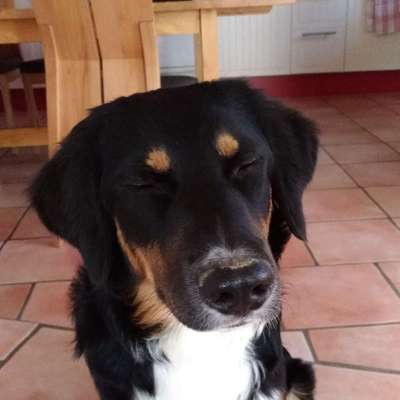 Hundetreffen-begegnung trainieren mit anderen hunden-Profilbild