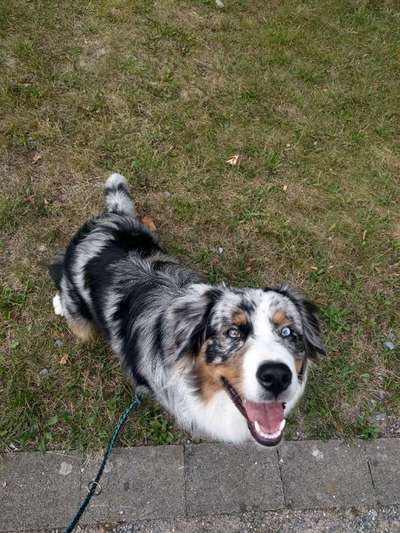 Hundetreffen-Gassi-und Spielrunde 🐾-Bild