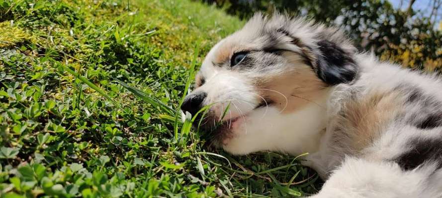 Die Dogorama Kalender Challenge Teil 3/4-Beitrag-Bild