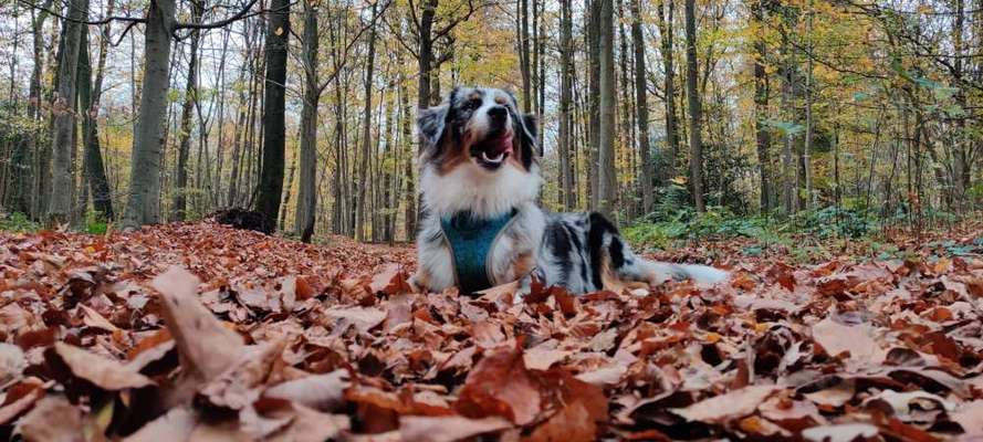 Die Dogorama Kalender Challenge Teil 1/4-Beitrag-Bild