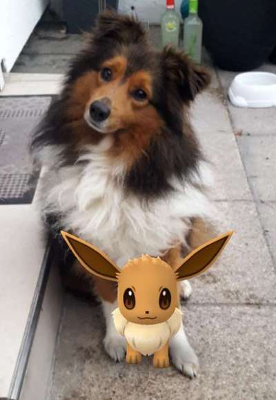 Shelties-Beitrag-Bild