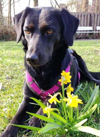 Dogorama Photo Challenge - Hundeblick zum hinschmelzen-Beitrag-Bild