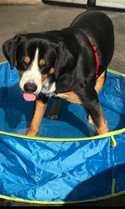 Dogorama-Monats-Challenge-Mai "Wasser"-Beitrag-Bild