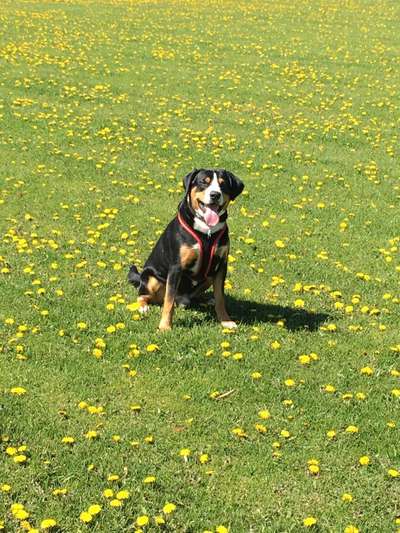 Die Dogorama Monats Challenge "Es grünt und blüht"-Beitrag-Bild