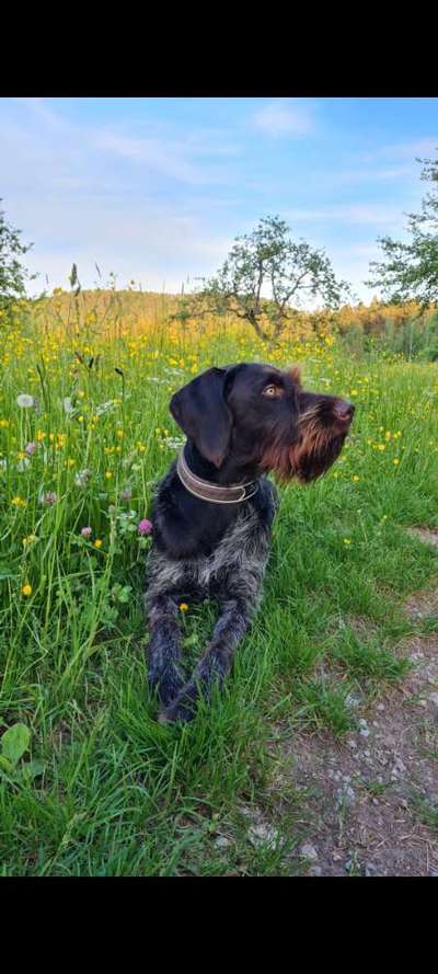 Sind hier Deutsch Kurzhaar/ Jagdhunde?-Beitrag-Bild