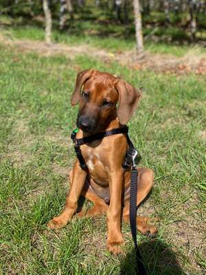 Hundetreffen-Gassirunde-Bild