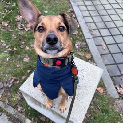 Hundetreffen-Gemeinsame Gassi Runden-Bild