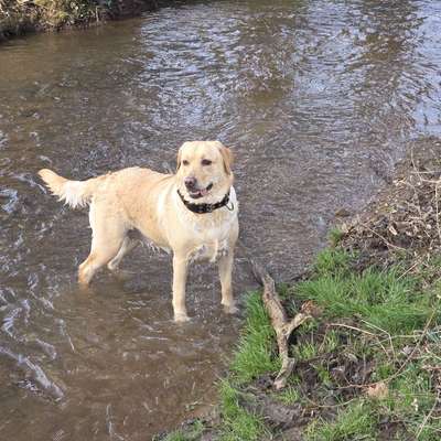 Hundetreffen-Werdau - Neumarker Bach-Bild