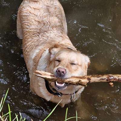 Hundetreffen-Werdau - Neumarker Bach-Bild
