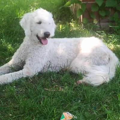 Hundetreffen-Gassi - Spiel - Freunde treffen-Bild