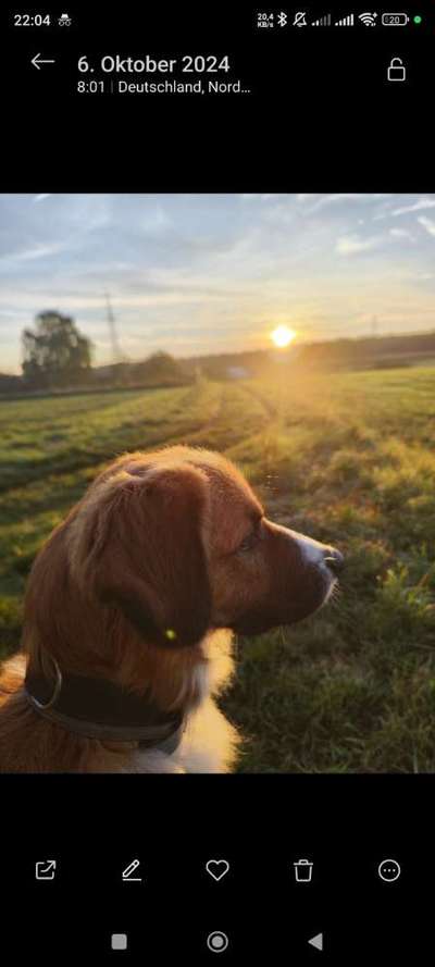 Hundetreffen-Spazierrunde-Bild