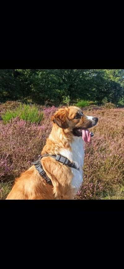 Hundetreffen-Spaziergang - Groote Heide-Bild