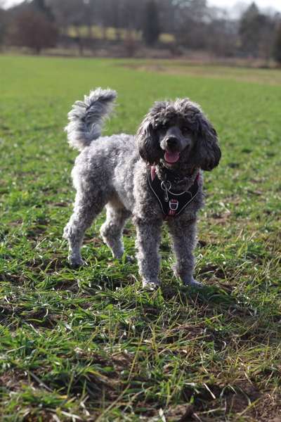 Alles rund um den Pudel-Beitrag-Bild