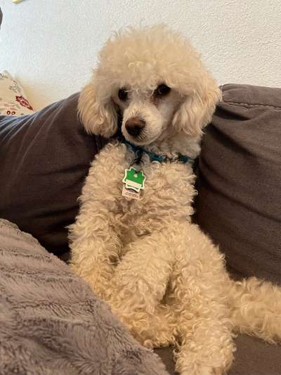 Alles rund um den Pudel-Beitrag-Bild