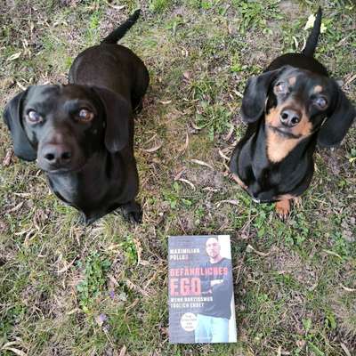 Hundetreffen-Social Walk/ Training-Bild