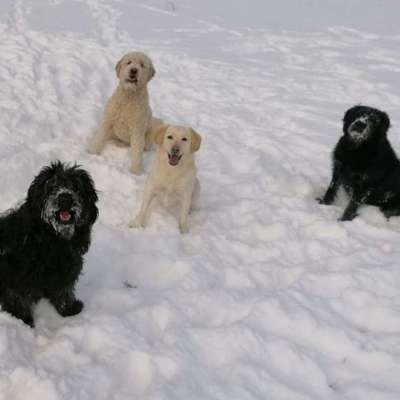 Hundetreffen-Toberunde/Gassirunde