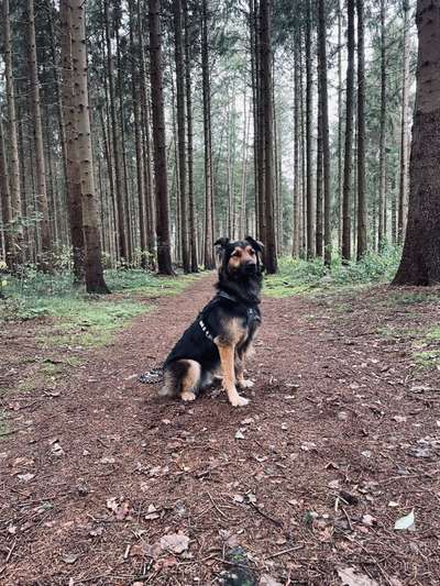 Mischlinge raten - Rätselspaß-Beitrag-Bild