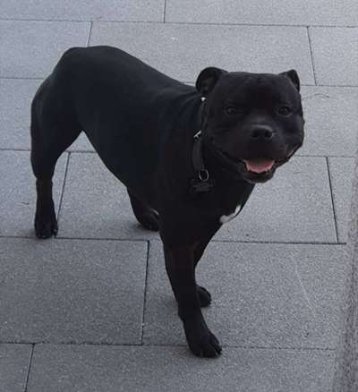 Welche Hunderasse-Beitrag-Bild