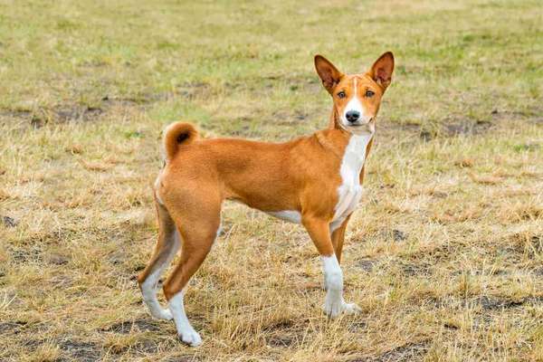 Hilfe bei der Rassebestimmung-Beitrag-Bild