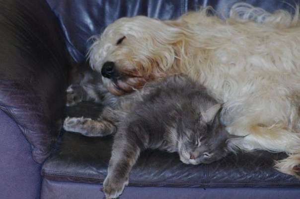 Fotochallenge Nr. 51 "Euer Hund mit anderen Tieren"-Beitrag-Bild