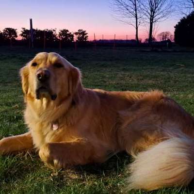 TierschutzhundeStammtisch🐕-Beitrag-Bild