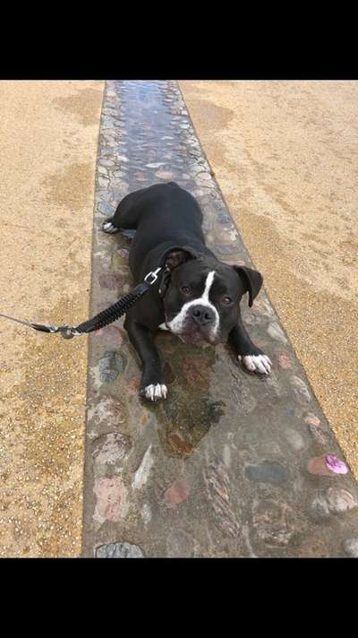 Dogorama-Monats-Challenge-Mai "Wasser"-Beitrag-Bild