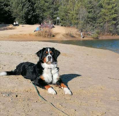 Hundetreffen-Spielgefährten, Gassirunde-Bild