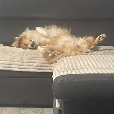 Hundetreffen-Spielkamerad für meine Hündin gesucht-Bild