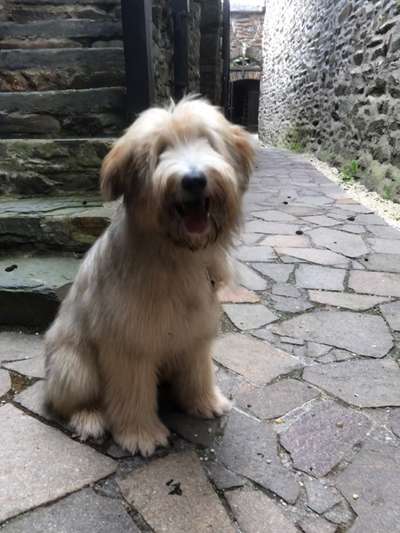 Seltene Rassen!-Beitrag-Bild