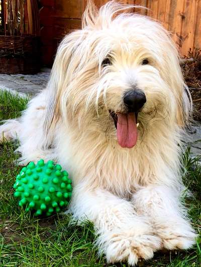 Schafpudel-Beitrag-Bild